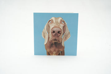 Snout Collection